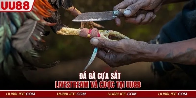 Livestream Đá Gà Cựa Sắt - Nhận Thưởng Siêu Khủng Tại UU88 1 Đá gà cựa sắt